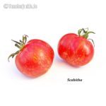 Tomatensorte Scabitha