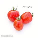 Tomatensorte Shimmeig Creg