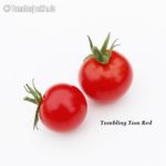 Tomatensorte Tumbling Tom Red