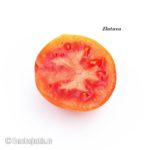 Tomatensorte Zlatava