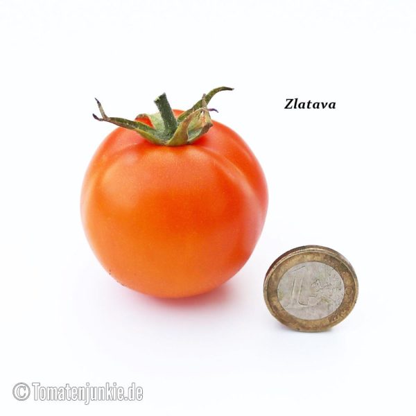 Zlatava • Saatgut • Tomatenjunkie
