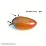 Tomatensorte Artisan Lucky Tiger