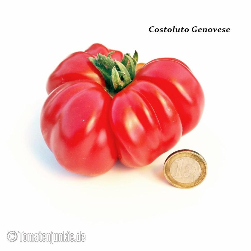 Tomatensorte Costoluto Genovese