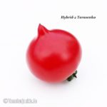 Tomatensorte Hybrid-2 Tarasenko