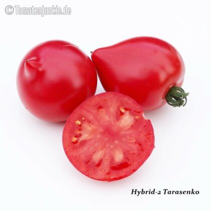 Tomatensorte Hybrid-2 Tarasenko