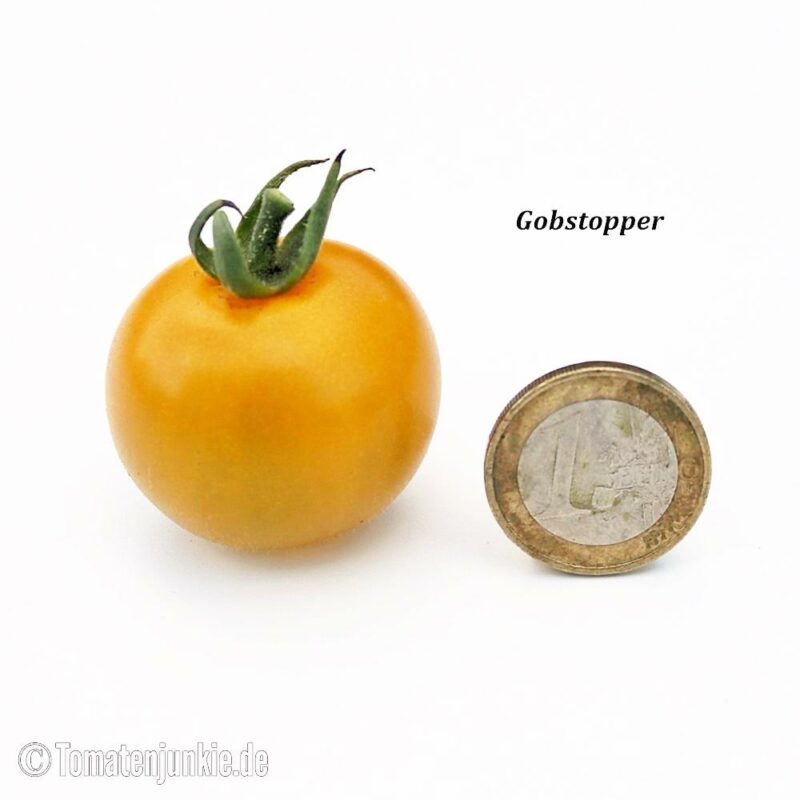 Tomatensorte Gobstopper