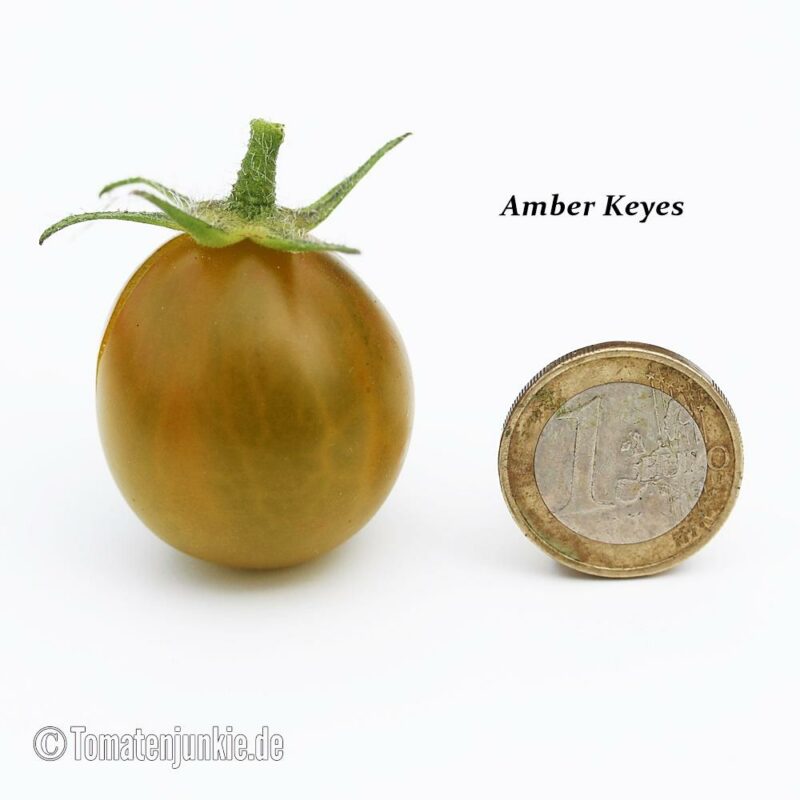 Tomatensorte Amber Keyes