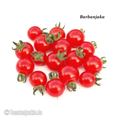 Tomatensorte Barbanjaka