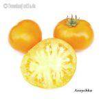 Tomatensorte Azoychka