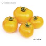 Tomatensorte Azoychka