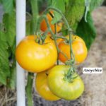 Tomatensorte Azoychka