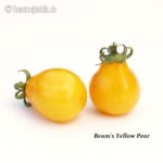 Tomatensorte Beam's Yellow Pear