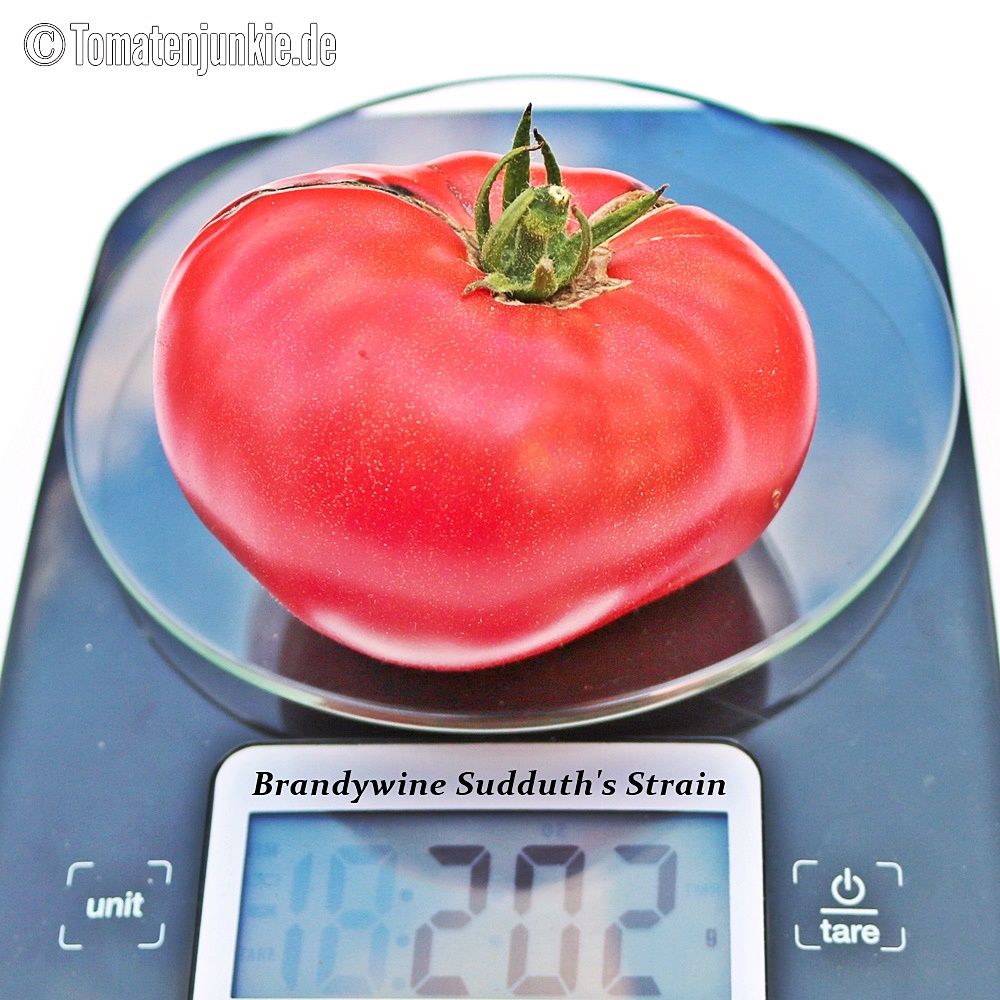 Brandywine Sudduth's Strain Cherry • Saatgut • Tomatenjunkie