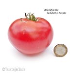 Brandywine Sudduth's Strain • Sortenbeschreibung • Tomatenjunkie