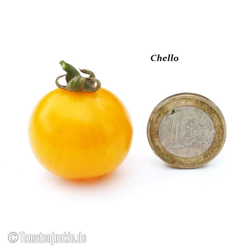 Tomatensorte Chello