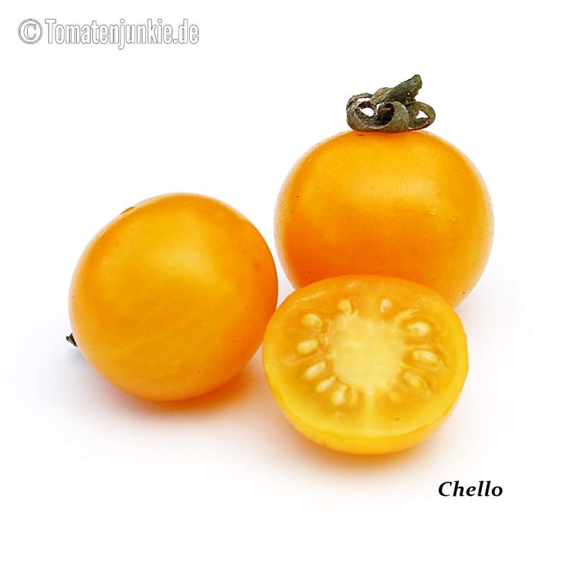 Tomatensorte Chello