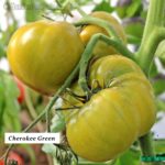 Tomatensorte Cherokee Green