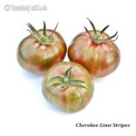 Tomatensorte Cherokee Lime Stripes