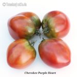 Tomatensorte Cherokee Purple Heart