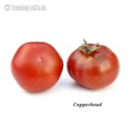 Tomatensorte Copperhead