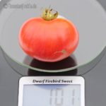 Tomatensorte Dwarf Firebird Sweet