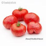 Tomatensorte Dwarf Firebird Sweet