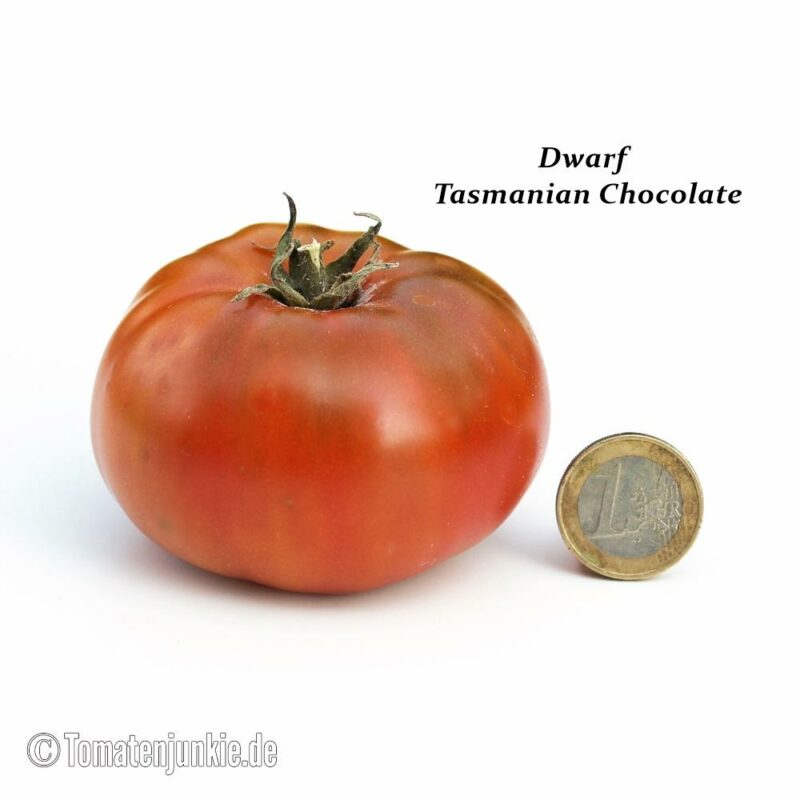 Tomatensorte Dwarf Tasmanian Chocolate
