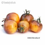 Tomatensorte Edith Bernhard