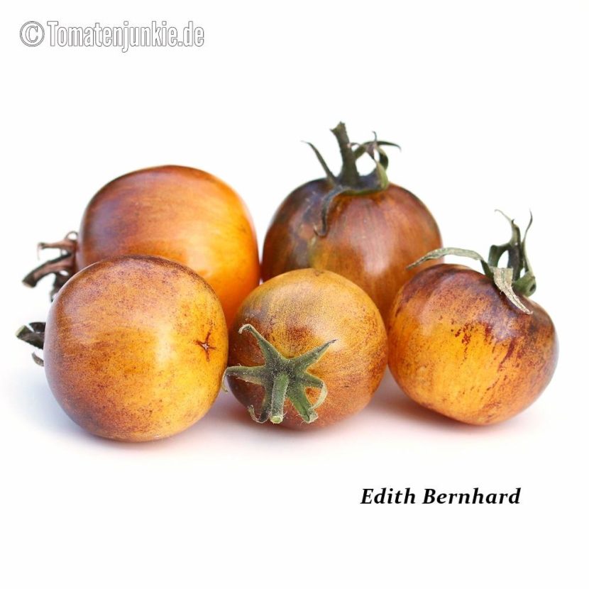 Tomatensorte Edith Bernhard