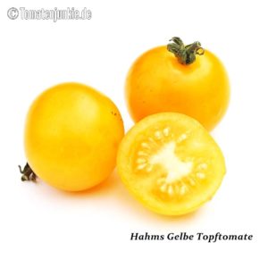 Tomatensorte Hahms Gelbe Topftomate