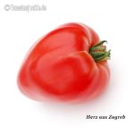 Tomatensorte Herz aus Zagreb
