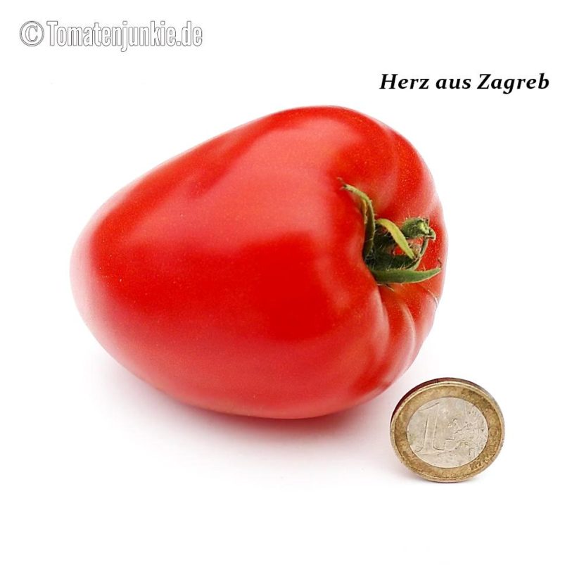 Tomatensorte Herz aus Zagreb