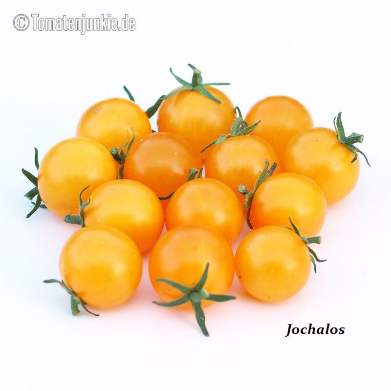 Tomatensorte Jochalos