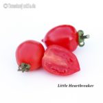 Tomatensorte Little Heartbreaker