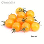 Tomatensorte Sunviva