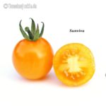 Tomatensorte Sunviva