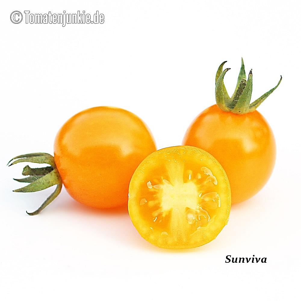 Tomatensorte Sunviva