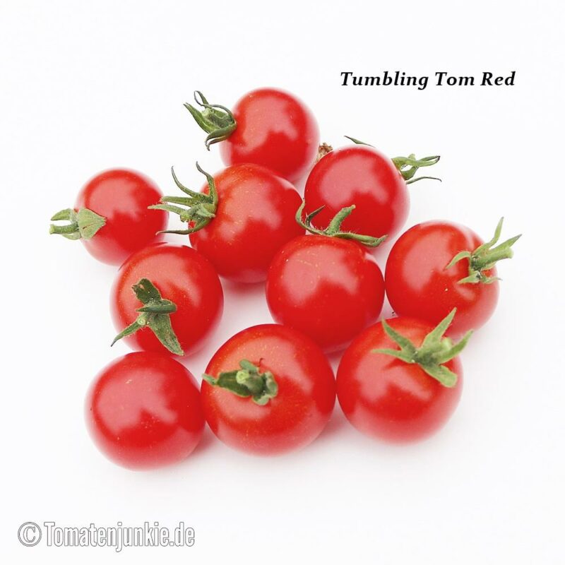 Tomatensorte Tumbling Tom Red