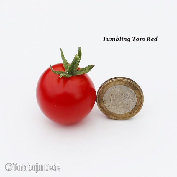 Tomatensorte Tumbling Tom Red