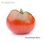 Tomatensorte Dwarf Purple Heart