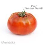 Tomatensorte Dwarf Tasmanian Chocolate