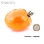 Tomatensorte Herz von Aschgabat