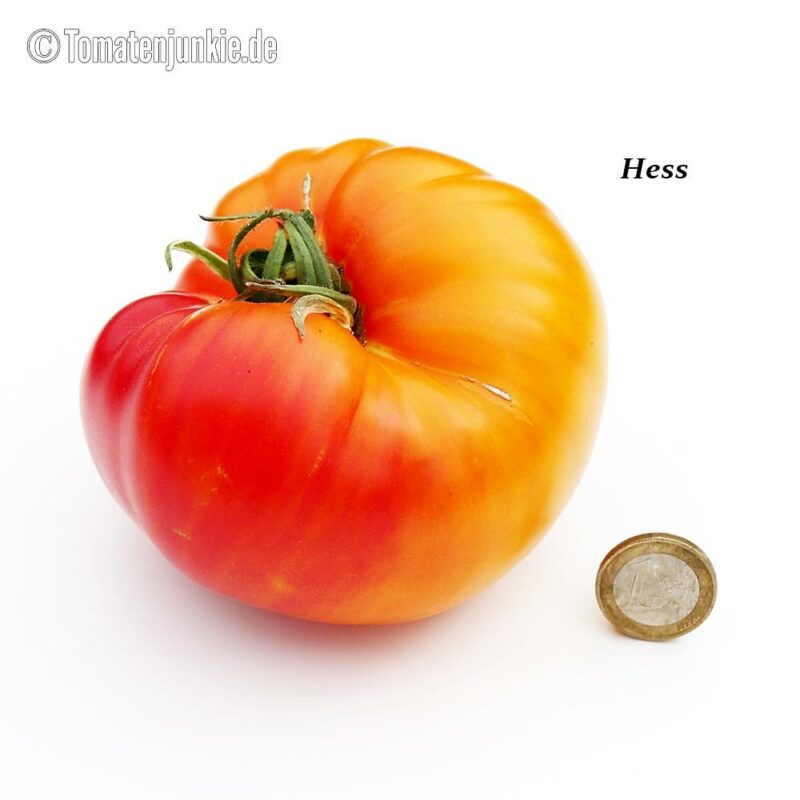 Tomatensorte Hess