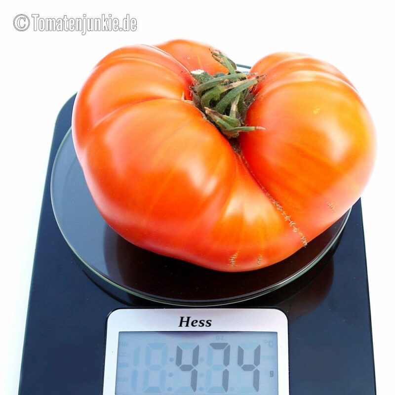 Tomatensorte Hess