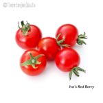 Iva's Red Berry