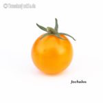 Tomatensorte Jochalos