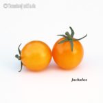Tomatensorte Jochalos
