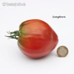 Tomatensorte Longhorn