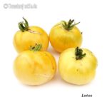 Tomatensorte Lotos