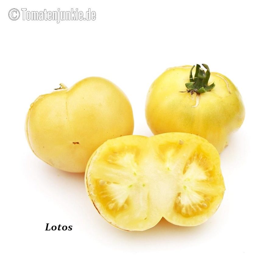 Tomatensorte Lotos
